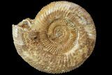 Parkinsonia Ammonite - Dorset, England #77957-1